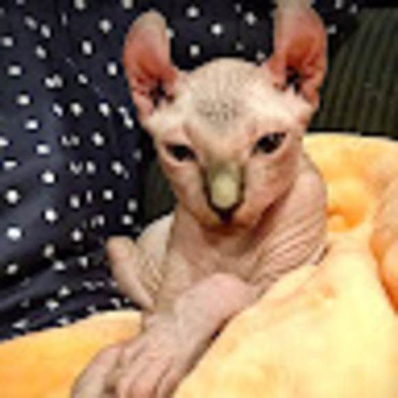 Meet your Posher, Daphnee - Picture 1 of 1